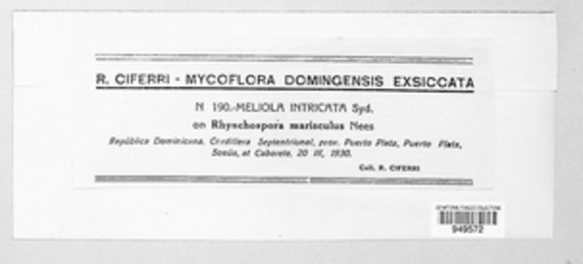 Meliola image